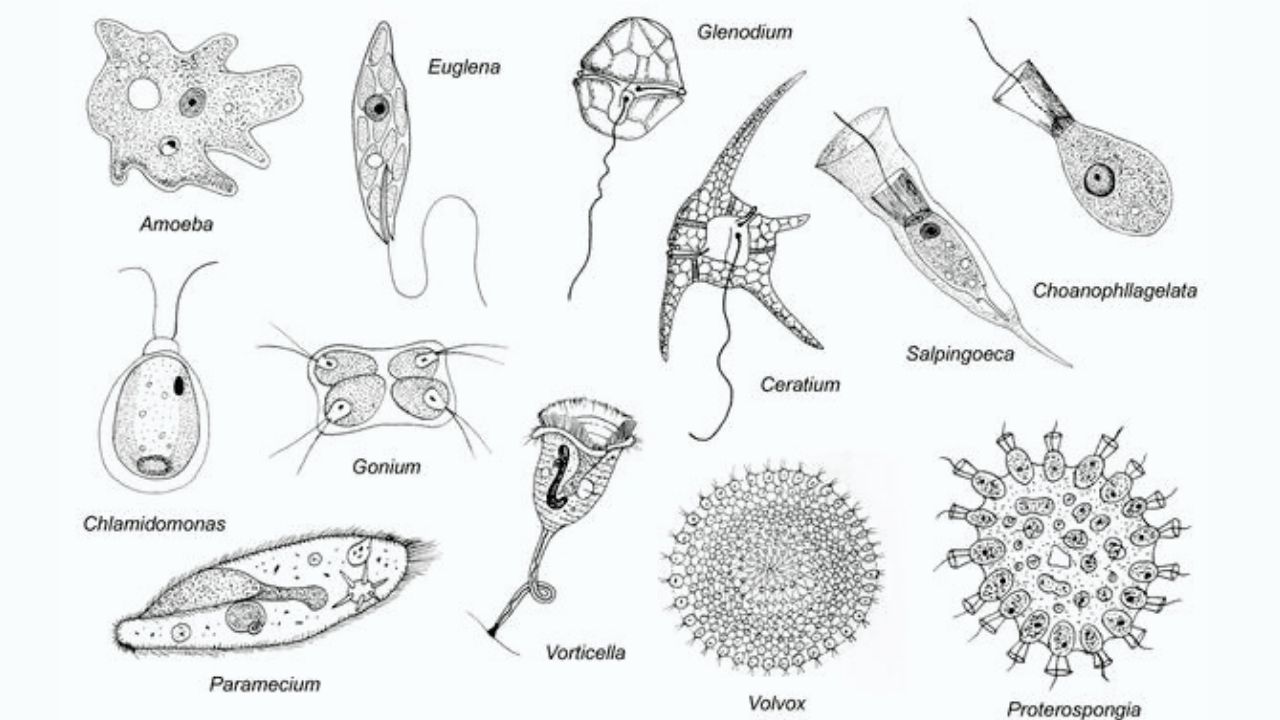 What-is-protozoa